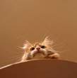 Kitty.jpg