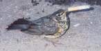 Smoking Bird.jpg
