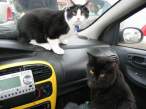 We can drive.jpg