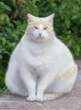 Fat kitty.jpg