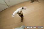 ninjacats7.jpg