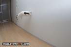 ninjacats9.jpg