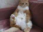 fat_cat_1.jpg