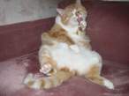 fat_cat_3.jpg