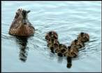 Swimers.jpg