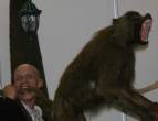 Wild monkey.jpg