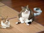 Fat.jpg
