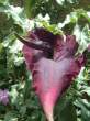 Thong plant.jpg