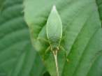 Leaf.jpg