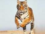 Tigar.jpg