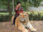 Ride The Tiger.jpg
