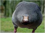 What are you looking at.jpg