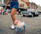 Multi Colored Poodle.jpg