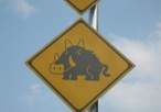 Warthog Crossing.jpg