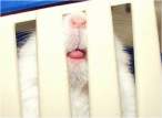 Lick.jpg