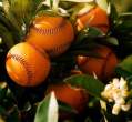 Orange Baseballs.jpg