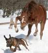 Run Dog, Run!.jpg