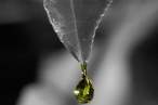 Drop.jpg