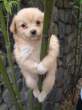 climbing_dog.jpg