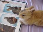 Bunny.jpg