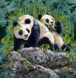Pandas Everywhere.jpg