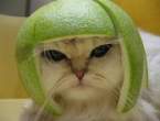 melonhead.jpg