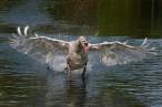 Swan.jpg