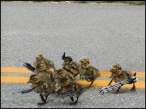 Ducks on War Path.jpg