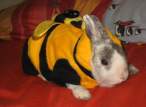 Adventure wabbit.jpg