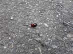 Lady bugs.jpg
