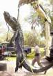 Huge gator.jpg