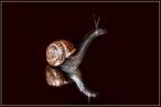 Snail.jpg