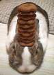 Cookie bunny.jpg