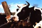 Cow Kiss.jpg