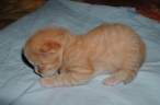 Kittie.jpg