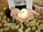 Chicken.jpg