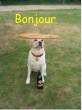 Bonjour.jpg