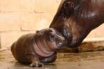Baby Hippo.jpg