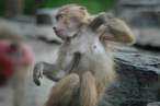 Monkey.jpg