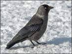 Raven.jpg