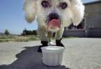 Lick.jpg