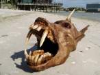 freak_fish_3.jpg