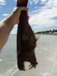 freak_fish_5.jpg