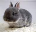 Wabbit.jpg