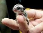 animal_babies7.jpg