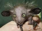 animal_babies8.jpg