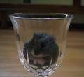 Cupped.jpg