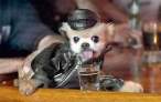 Drink.jpg