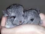 Babies.jpg