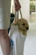 Puppy bag.jpg